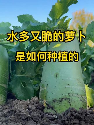 冰糖脆水果萝卜种子生吃脆甜农家蔬菜四季播种阳盆栽绿萝卜青萝卜 种植的萝卜想要又脆又甜,种植方法一定不要错过@DOU+小助手 #萝卜 #种植小技巧