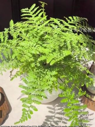 夏天适合在家里养一盆天然的空气加湿器,它就是吉姆蕨盆栽。一整套带自吸套盆发货,收到就是成品了,摆放在家里森系感满满。它不仅可以美化环境,还可以净化空气,而且特别好养,不需要晒太阳,只要加点水就能养的很好了。