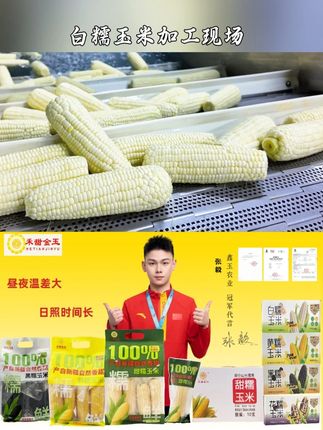 和田鑫玉农业产业发展有限公司 2025年的第一批头茬玉米,加工流程是保证玉米,品质的重要环节! 我们严格把控!#优质农产品 #源头工厂 #糯玉米 #粗粮 #玉米