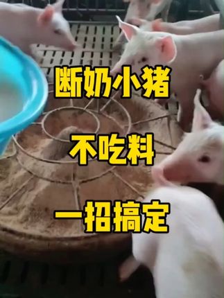 断奶小猪不吃料,教你一招918 #所有养猪人 #养猪人不容易 #养猪人加油干 #仔猪 #养猪技术