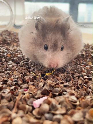 鼠笼里潜伏的危险!快帮帮鼠鼠吧! #仓鼠 #仓鼠宝宝 #仓鼠日常 #仓鼠宝宝的日常 #萌宠