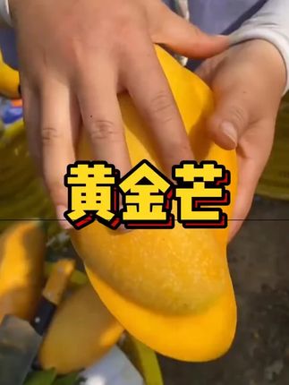#芒果控冲 !💥金煌芒个头超大,果肉金黄饱满,咬一口#香甜爆汁 !果核薄到忽略不计,口感细腻似冰淇淋~库存不多,速冲。#金煌芒果 A