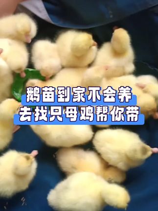 鹅苗到家不好养,找只母鸡帮你带#养鹅 #肉鹅 #蛋鹅 #鹅苗 #四季开口安