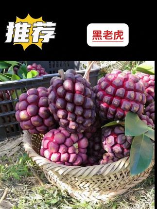 自家种植大血藤,黑老虎,布福娜,冷饭团甘香清甜广东新鲜水果#新鲜应季水果 #优质农产品 #产量特别高 #黑老虎苗 #果树种植 @DOU+好生意 @DOU+小助手 @DOU+上热门