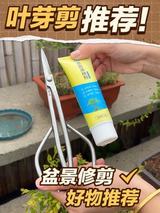家里养花,玩盆景的家人们,都爱的一把修枝剪刀,整体锻打叶芽剪 #花卉绿植 #盆景 #养花人