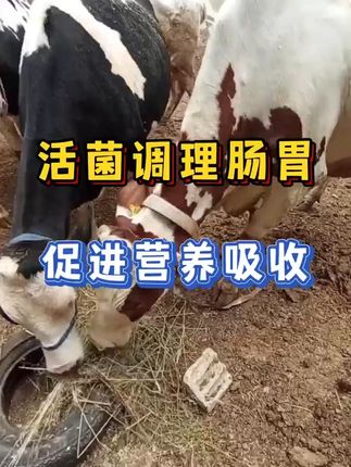活菌调理肠胃,促进营养吸收 #乡村守护人  #来抖音学农技  #农村创业养殖  #我的乡村生活