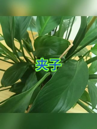 多功能夹子 #开学必备 #零食封口 #照片夹 #衣物固定 #实用小物