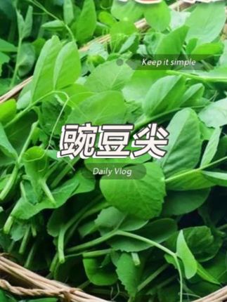 #豌豆尖 有喜欢吃豌豆尖的朋友看过来,现在正是种植的季节#阳台小院均可种植 #新鲜采摘 #在家种菜 #自己种的蔬菜