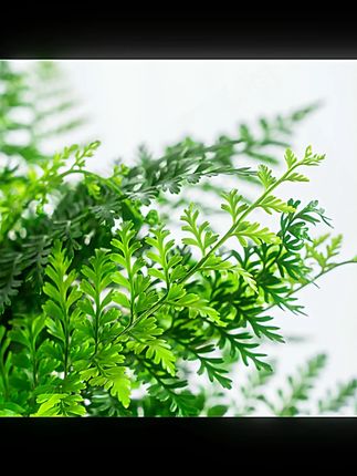 吉姆蕨网红植物盆栽绿植室内茶室盆景花卉水培蕨类观叶好养盆栽花#吉姆蕨 #网红盆栽 #室内绿植 #水培植物 #观叶植物