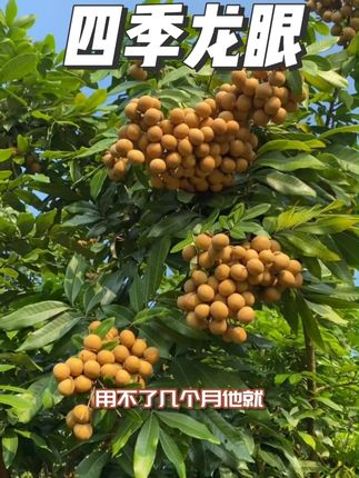 四季开花结果的龙眼,四季蜜龙眼苗,结果一串串的,盆栽也可以种 #龙眼苗#四季龙眼#果树种植#果苗