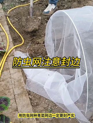 茄子辣椒豇豆吃够没? #防虫网要不种点青菜?农村农民果树种植蔬菜种植防虫网 #我的乡村生活 #防虫网 #种植小技巧 #抖音助农 #防虫小妙招