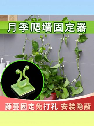 【脱落包赔】月季爬墙固定器绿萝上墙神器隐形无痕免打孔攀爬理线器#植物固定器 #爬墙神器 #隐形无痕 #免打孔 #理线器