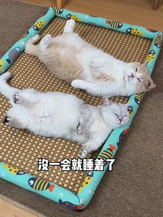 宠物夏季凉席窝小猫窝藤编凉垫狗窝猫窝小型中大型狗垫子降温床垫#宠物凉席窝 #夏季宠物用品 #藤编狗窝 #猫窝凉垫 #宠物降温