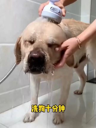 狗狗洗完澡用这个吸水毛巾擦一擦吸水量大可以减少吹毛时间 #吸水毛巾 吸水毛巾浴巾#宠物用品 新手养狗