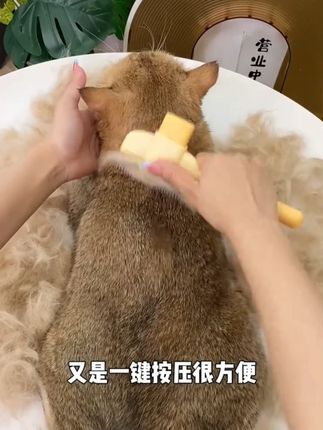 工具选对一根猫毛都没有了# 萌宠好物 # 宠物梳子 #宠物用品推荐 X