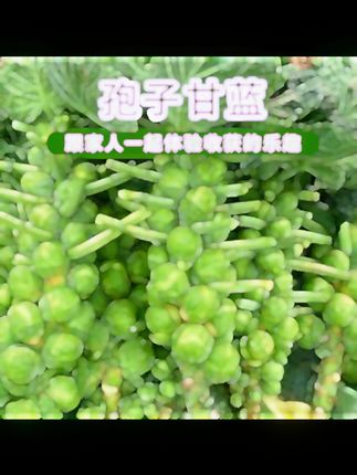 孢子甘蓝种子孢子甘蓝菜子甘兰小包心菜四季播蔬菜 孢子甘蓝种子孢子甘蓝菜子甘兰小包心菜四季播蔬菜