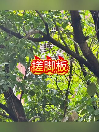【双面磨脚神器】搓脚去死皮 老茧搓脚板磨皮去角质脚部打磨家用 #搓脚板 #搓脚神器 #搓脚垫 #磨脚板 #磨脚器
