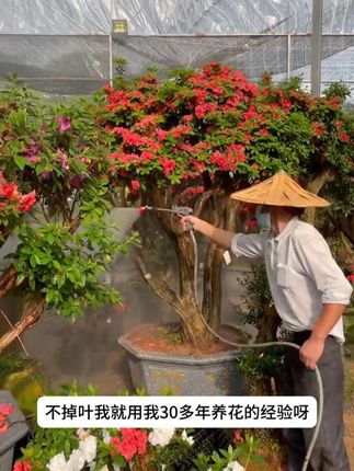 开花多盆栽植物怎么才能越养越好,教你一个小方法 #盆栽 #养花小知识 #养花C