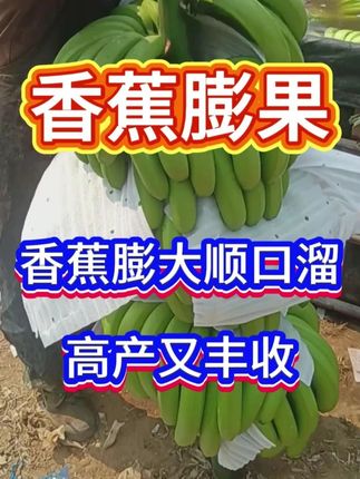 香蕉膨大顺口溜,高产又丰收 #香蕉 #香蕉种植 #香蕉高产 #香蕉高产管理 #香蕉管理
