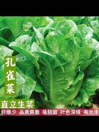 800粒孔雀菜种子沙拉菜四季种植阳台家用蔬菜种子