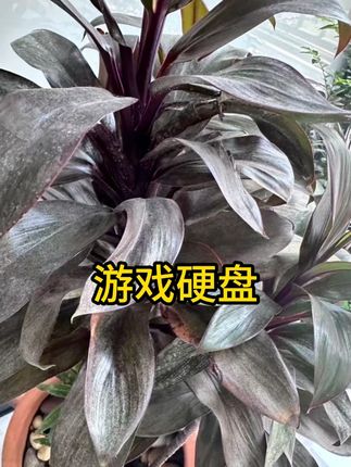 #怀旧游戏 #游戏硬盘 #游戏u盘 #单机游戏 #游戏推荐