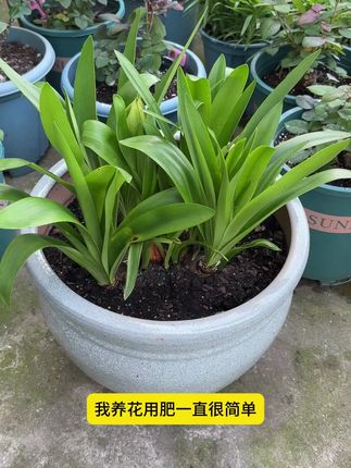 园艺达人都在用的脱脂骨粉,给植物花卉补充营养才能健康生长!#园艺骨粉 #花肥 #有机肥
