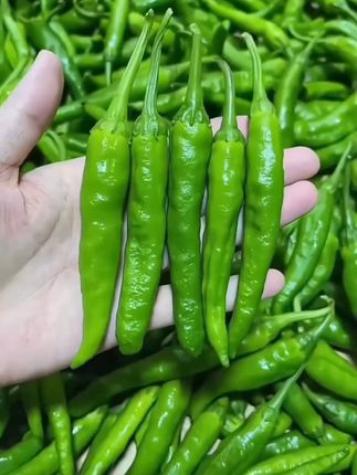 樟树港辣椒种子,耐热耐寒秋播春播!炒菜怎么做都好吃! #樟树港辣椒种子 #耐热耐寒 #秋播春播 #辣椒籽 #辣椒
