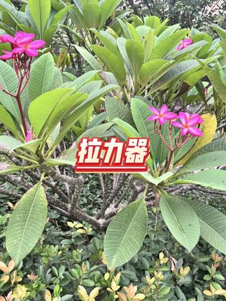 可调节拉力器  #开肩美背  #瑜伽拉伸  #8绳耐用