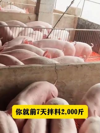 想要养出350斤的饲料添加剂,这个方法你一定要试试