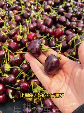 现在正是吃美国#黑珍珠车厘子 的季节,一年就这一季,吃起来纯甜无酸,脆甜爽口,没吃过的快来尝尝吧!#车厘子 #新鲜应季水果 #现摘现发新鲜到家 #口感特别好