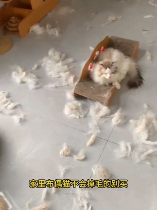 家里布偶猫不会掉毛的别买 不想长肉靠腮的也别买#萌宠好物 #猫粮 #养猫新手 #宠玛吉