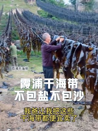 在家也能轻松煲汤!福建特厚干海带,包邮到家!#海带 #干海带 #海带头 #优质农产品