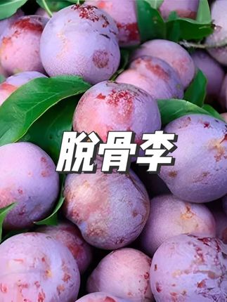 红脆李脱骨李汶川高山脆红李新鲜水果脆甜多汁精选5斤 #红脆李 #脱骨李 #新鲜水果 #应季水果 #好物推荐
