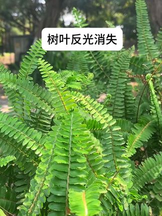 久染【拍照神器】手机摄影CPL偏光镜消除反光镜头偏振镜滤镜手机夹#手机摄影  #拍照神器