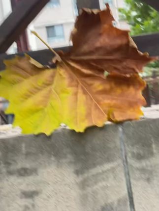 汽车后视镜雨眉碳纤雨眉挡雨板遮挡防雨固定防尘挡板卡扣式雨眉