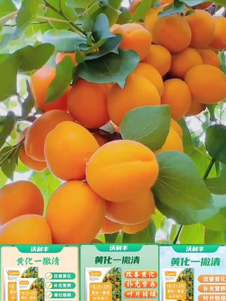 #肥料推荐 #抖音助农 #新鲜应季水果