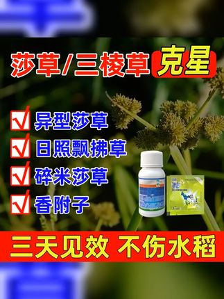 蓝海灵 水稻大豆花生田快速除莎草阔叶三棱草香附子 #莎草 #农业种植 #水稻 #水稻种植 #三棱草