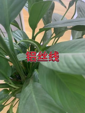 盆景造型铝丝蟠扎园艺定型 #铝丝 #盆景造型 #园艺工具