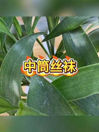 中筒袜 #丝袜 #中筒丝袜 #小腿袜 #春夏薄款 #隐形