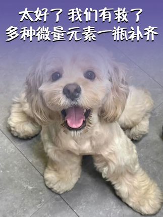 一旦发现猫咪舔塑料袋、咬纸箱、啃墙皮,放任不管的话..... #萌宠好物 #猫咪吞针线 #异食癖猫咪 #猫咪异食癖 #微量元素