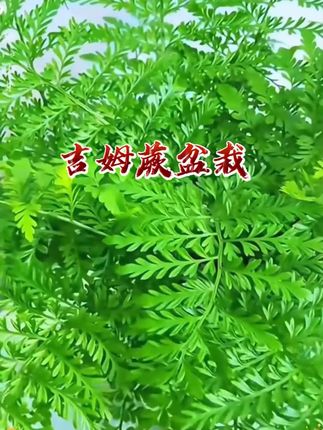 【植物旅行专属】吉姆蕨盆栽室内好养水养耐阴观叶水培植物盆栽绿植#吉姆蕨#吉姆蕨盆栽 #水培植物#盆栽绿植 #爱生活爱养花