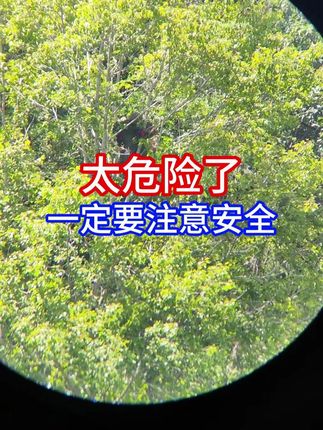 寻找野生马蜂包 #三农 #马蜂 #野蜂哥望远镜