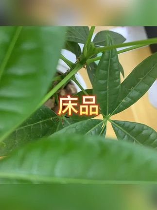 床单 #旅行 #床单 #床品 #被套 #被罩