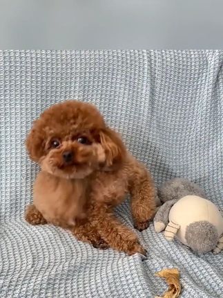 养狗人要清楚知道皮肤问题 家里备用几瓶很安心#宠物皮肤喷剂#狗狗皮肤