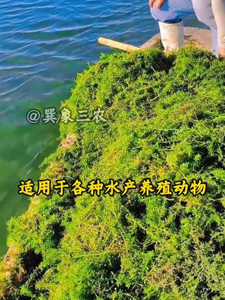 #水产养殖#高密度养殖#鱼虾蟹养殖