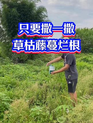 只要撒一撒,草枯了,藤蔓黄了,它就是除草、除藤蔓的特效药。轻轻一撒,斩草、除根、烂根,像撒盐一样简单。一包一斤装可撒100平杂草。#环嗪酮 #环嗪酮除草剂 #除草剂 #三农 #抖音助农扶农