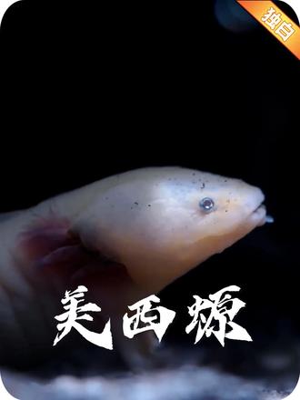 可以“永生”的美西螈 #动物独白 #动物世界 #美西螈