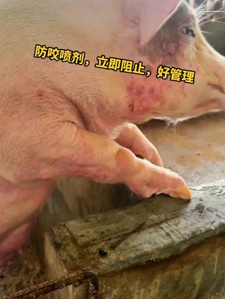 养殖用防咬一喷灵小猪合群混圈防咬尾打架喷剂#养殖人 #养猪 #雄牧防咬一喷灵 #养猪人