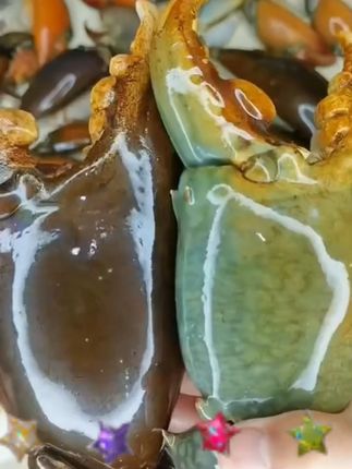 新鲜青蟹腿#青蟹腿 #快来一起尝个鲜 #小号中号大号 都有#青蟹钳