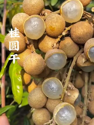 #闽南语 #闽南人 #闽南特色 #闽南特产 #桂圆干